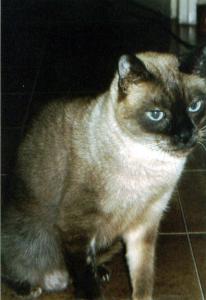 PALLINO